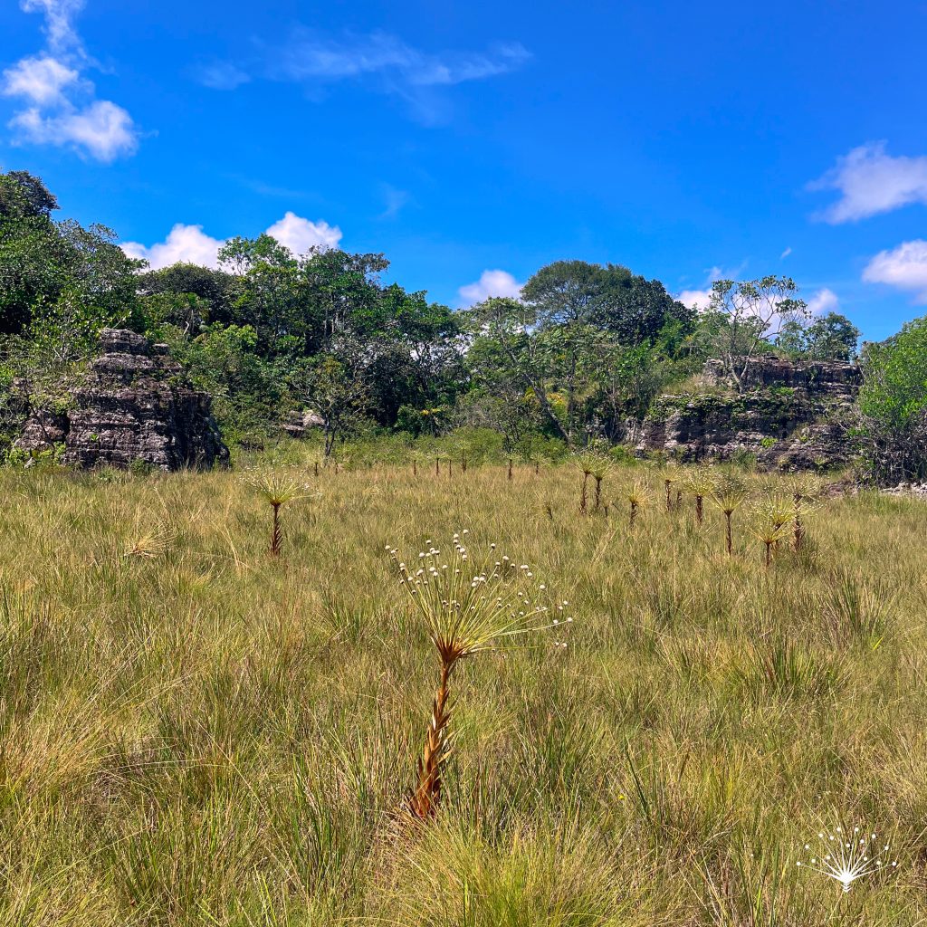 Ruta Rocosa - Flor del Guaviare